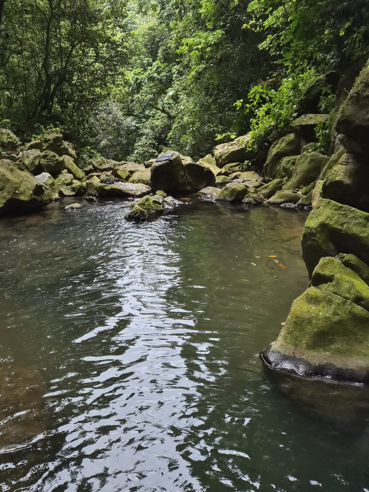 A still river pool between mossy boulders in a forested canyon